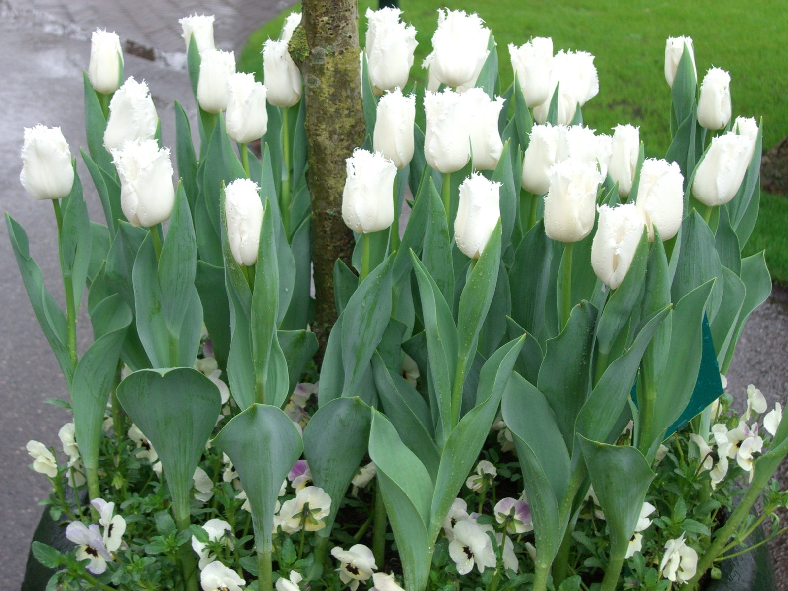 Netherlands Keukenhof
